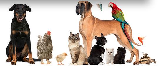 GC Pet & Animal Expo