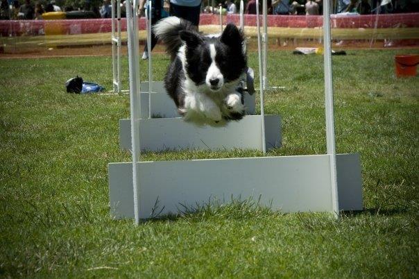 Flyball Hurdle