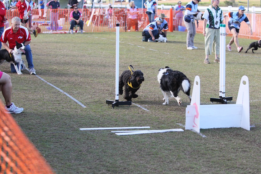 Flyball